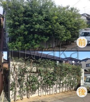 シラカシの剪定 - 京都市庭木剪定　 ～ 庭 佳niwaka ～　庭木1本からの植木屋