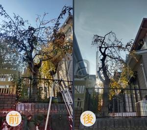 シダレ桜の剪定 - 京都市庭木剪定　 ～ 庭 佳niwaka ～　庭木1本からの植木屋