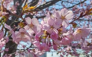 桜 - 