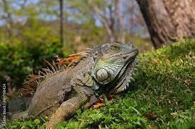 What are the iguanas of Central America? - 