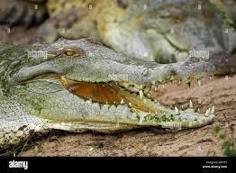 Why is the Orinoco crocodile endangered? - 