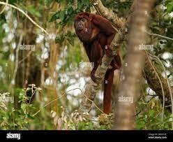 What are some interesting facts about red howler monkeys? - 