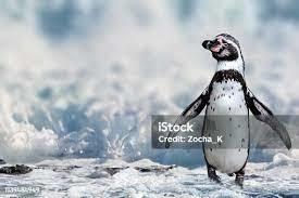 What is the current status of the Humboldt penguin? - 