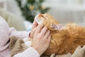 The Complete Guide to Cat Care - 