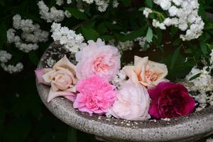 今年（２０２４年）の庭の１番花を集めて - バラとハーブのある暮らし　Salon de Roses