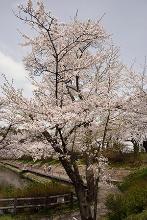 しょかぴょん高松の池・2024桜 - 