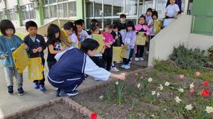 ４月２６日　きれいなお花みつけたよ！ - 笑顔輝く 六郷小学校ブログ