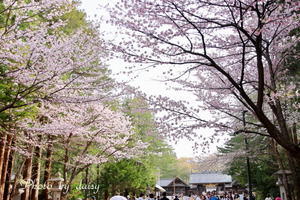 札幌の桜 - 