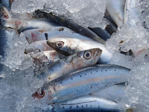 How to Keep Your Fish Fresh After Catch it - 