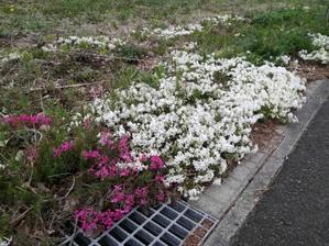 北正門の芝桜 - もの作りの裏側　太陽電機株式会社ブログ