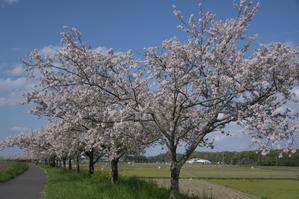 思川桜とオキナグサ - My garden ~ 小さな薔薇庭の12か月