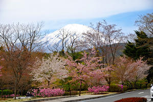 富士霊園の桜並木を見てきました！ - うひひなまいにち