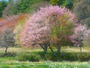 春の色のハーモニー🎵 山桜咲く頃に;･ﾟ☆､･：`☆･･ﾟ･ﾟ☆ - Beautiful Japan 絵空事