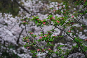 さいたま市　見沼氷川公園の桜 - 