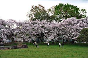 さいたま市　見沼氷川公園の桜 - 