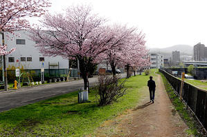 桜が満開になりました - 