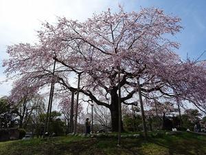 夜久野・京都府緑化センターの枝垂れ桜 - 彩の気まぐれ写真