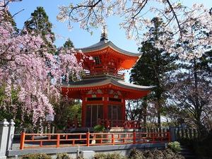 正法寺の桜 - 彩の気まぐれ写真