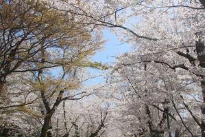 青森旅行　弘前公園　さくらまつり　桜のトンネル　西濠 - 暮らしを紡ぐ2