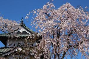 青森旅行　本丸の天守と桜と岩木山 - 暮らしを紡ぐ2