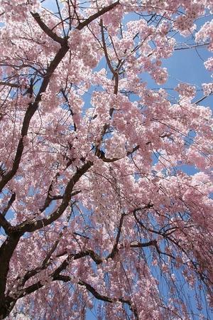 青森旅行　弘前公園　さくらまつり　市民広場の桜 - 暮らしを紡ぐ2
