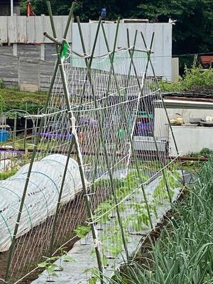 今朝は　蔓ありインゲン豆の櫓建てです - 鎌倉オステリアジョイア　日々の自家畑作業＆収穫した野菜の料理をＵＰしていきます