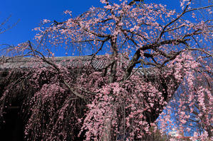 2024桜咲く京都　立本寺の枝垂れ桜 - 
