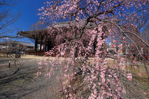 2024桜咲く京都　立本寺の枝垂れ桜 - 