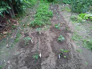 夏野菜の植え付け - むしジオラマ　－ほか自分流園芸、自分流工作など－