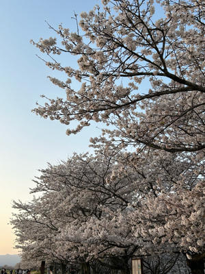 ゆうゆうパーク… 満開の桜🌸 - 輝楽塾～きらきら　楽しく　自分育て