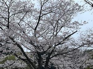 桜咲く日本へ出会いの旅＿①＿お墓参りと建長寺の桜 - やせっぽちソプラノのキッチン3