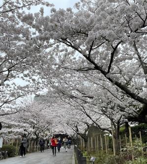 桜咲く日本へ出会いの旅＿① - 