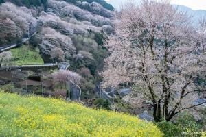 四国の桜　2　高知で拾った風景 - toshi の ならはまほろば