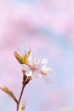 桜満開　 - 自由な空と気まぐれと　season2 　～ 旭川空港 ～