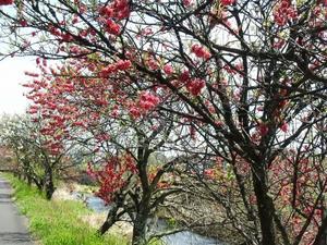 『揖斐川町桂川の花桃風景』 - 自然風の自然風だより