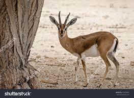 What are some interesting facts about pampas deer? - 