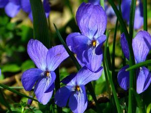 Exploring Japan's Iconic Flower: The Sumire (Violet) - 