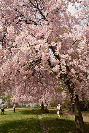 前九年公園・2024桜 - ちわりくんのありふれた毎日III