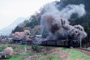 桜咲く白久築堤に黒煙舞う　- 1988年・秩父鉄道 - - ねこの撮った汽車