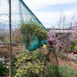 ブルーベリーの花咲き、ヒヨドリ除けのネットを張る - 山梨県北杜市明野町　ナナミちゃんのお宿日記