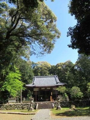 安祥寺（特別公開）の 青もみじ - 京都の風に吹かれて