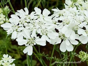 朝の涼しいうちに白い花撮影 - 自然のキャンバス