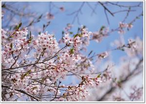 枝垂れ桜も満開でした - くろわんこ日記
