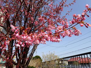 桜満開～ガーデニング2024開幕　2024.04.28 - ドクトルひだか放浪記