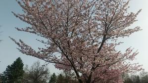 桜咲く、花冷え - 工房じねん　陶芸ブラブラ日記