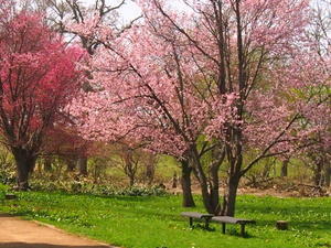 桜2024⑤　泉の沼公園・・バンも来ていました　 - 