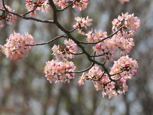 桜2024⑤　泉の沼公園・・バンも来ていました　 - 