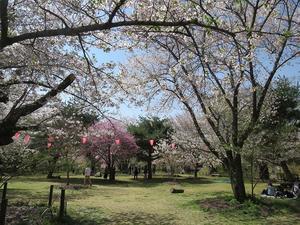 小諸城址懐古園　桜まつり２０２４～両親連れて軽井沢へ～ - 