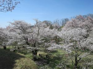 小諸城址懐古園　桜まつり２０２４～両親連れて軽井沢へ～ - 旅はコラージュ。～心に残る旅のつくり方～