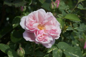 薔薇が次々と咲きだしました♪ - My garden ~ 小さな薔薇庭の12か月